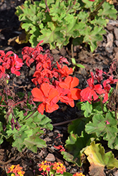 Mantra Bright Red Geranium (Pelargonium 'Mantra Bright Red') at Lakeshore Garden Centres