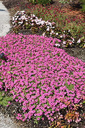 Supertunia Mini Vista Hot Pink Petunia (Petunia 'USTUN2401M') at Lakeshore Garden Centres
