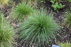 Tufted Hair Grass (Deschampsia cespitosa) at Peter Knippel Garden Centre