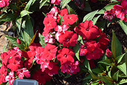 SunStanding Apollo Ruby Red Impatiens (Impatiens 'SunStanding Apollo Ruby Red') at Lakeshore Garden Centres