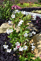 Sun Parasol Giant White Mandevilla (Mandevilla 'Sun Parasol Giant White') at Lakeshore Garden Centres