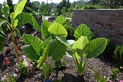 Elephant's Ear (Alocasia macrorrhizos) at Lakeshore Garden Centres