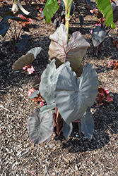 Diamond Head Elephant Ear (Colocasia esculenta 'Diamond Head') at Lakeshore Garden Centres