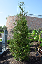 Green Splendor Arborvitae (Thuja plicata 'Green Splendor') at Lakeshore Garden Centres