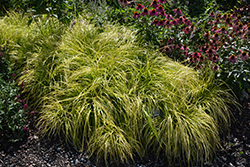 EverColor Everillo Japanese Sedge (Carex oshimensis 'Everillo') at Peter Knippel Garden Centre