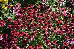 Sombrero Baja Burgundy Coneflower (Echinacea 'Balsombabur') at Peter Knippel Garden Centre