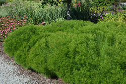 Narrowleaf Ironweed (Vernonia lettermannii) at Green Thumb Garden Centre