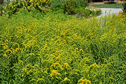 Solar Cascade Goldenrod (Solidago shortii 'Solar Cascade') at Lakeshore Garden Centres