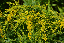 Solar Cascade Goldenrod (Solidago shortii 'Solar Cascade') at Lakeshore Garden Centres
