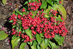 Starcluster Cascade Red Star Flower (Pentas lanceolata 'Starcluster Cascade Red') at Lakeshore Garden Centres