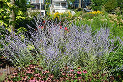 Russian Sage (Perovskia atriplicifolia) at Peter Knippel Garden Centre