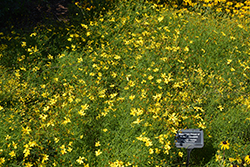 Mayo Clinic Flower Of Hope Tickseed (Coreopsis verticillata 'Mayo Clinic Flower Of Hope') at Peter Knippel Garden Centre