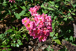 Oso Easy Double Pink Rose (Rosa 'MEIRIFTDAY') at Green Thumb Garden Centre