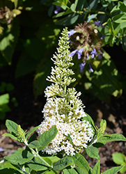 Butterfly Candy Li'l Coconut Butterfly Bush (Buddleia davidii 'BotEx 003') at Lakeshore Garden Centres