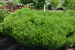 Iron Butterfly Ironweed (Vernonia lettermannii 'Iron Butterfly') at Lakeshore Garden Centres
