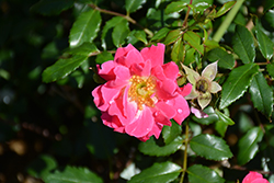 Oso Easy Double Pink Rose (Rosa 'MEIRIFTDAY') at Green Thumb Garden Centre