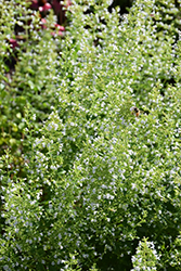 Montrose White Dwarf Calamint (Calamintha nepeta 'Montrose White') at Peter Knippel Garden Centre