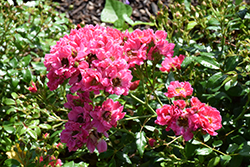 Oso Easy Double Pink Rose (Rosa 'MEIRIFTDAY') at Green Thumb Garden Centre
