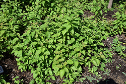 Powell Gardens Silky Dogwood (Cornus obliqua 'Powell Gardens') at Lakeshore Garden Centres