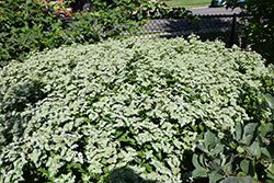 Short Toothed Mountain Mint (Pycnanthemum muticum) at Green Thumb Garden Centre