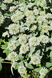 Hoary Mountain Mint (Pycnanthemum incanum) at Lakeshore Garden Centres