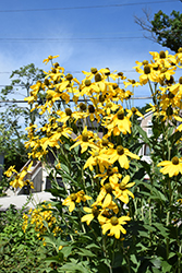 Herbstsonne Coneflower (Rudbeckia 'Herbstsonne') at Golden Acre Home & Garden