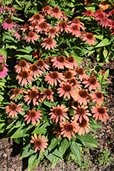 Sombrero Fiesta Orange Coneflower (Echinacea 'Balsomstor') at Lakeshore Garden Centres