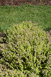 Gilt Trip Oregano (Origanum 'Gilt Trip') at Lakeshore Garden Centres
