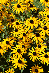 Goldsturm Coneflower (Rudbeckia fulgida 'Goldsturm') at Green Thumb Garden Centre