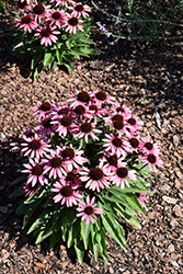 Dark Shadows Wicked Coneflower (Echinacea 'TNECHDSW') at Lakeshore Garden Centres