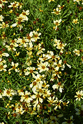 Candlelight Tickseed (Coreopsis 'Candlelight') at Lakeshore Garden Centres