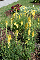 Glow Stick Torchlily (Kniphofia uvaria 'KLEKN22193') at Lakeshore Garden Centres