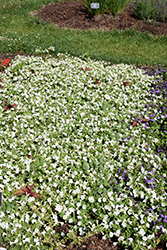 Itsy White Petunia (Petunia 'Itsy White') at Lakeshore Garden Centres
