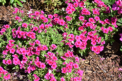 Phloxstar Magenta Annual Phlox (Phlox drummondii 'Phloxstar Magenta') at Lakeshore Garden Centres