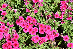 Phloxstar Magenta Annual Phlox (Phlox drummondii 'Phloxstar Magenta') at Lakeshore Garden Centres