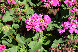 Mantra Pink Geranium (Pelargonium 'Mantra Pink') at Lakeshore Garden Centres