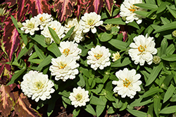 Zydeco White Zinnia (Zinnia 'Zydeco White') at Lakeshore Garden Centres