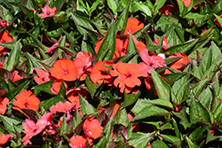 SunStanding Apollo Orange Impatiens (Impatiens 'SunStanding Apollo Orange') at Lakeshore Garden Centres