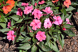 SunStanding Neon Rose Impatiens (Impatiens 'SunStanding Neon Rose') at Lakeshore Garden Centres