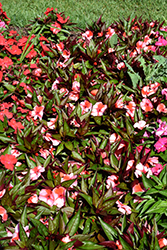 Harmony Salmon Cream New Guinea Impatiens (Impatiens hawkeri 'Harmony Salmon Cream') at Lakeshore Garden Centres