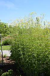 Gold Standard Tall Tickseed (Coreopsis tripteris 'Gold Standard') at Lakeshore Garden Centres