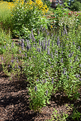 Black Adder Hyssop (Agastache 'Black Adder') at Lakeshore Garden Centres