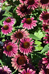 Sweet Sandia Coneflower (Echinacea 'TNECHSS') at Peter Knippel Garden Centre