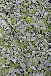 Little Lamb Lamb's Ears (Stachys byzantina 'Balstaclamb') at Lakeshore Garden Centres