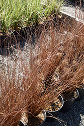 Firefox Leatherleaf Sedge (Carex buchananii 'Firefox') at Lakeshore Garden Centres