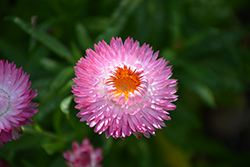 Granvia Pink Strawflower (Bracteantha bracteata 'Granvia Pink') at Lakeshore Garden Centres