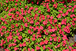 Imara XDR Rose Impatiens (Impatiens walleriana 'Imara XDR Rose') at Lakeshore Garden Centres