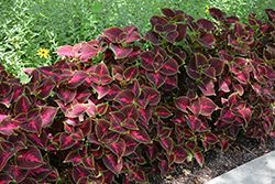 Main Street Orchard Road Coleus (Solenostemon scutellarioides 'Orchard Road') at Lakeshore Garden Centres