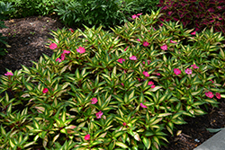 SunPatiens Compact Tropical Rose New Guinea Impatiens (Impatiens 'SunPatiens Compact Tropical Rose') at Lakeshore Garden Centres