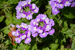 Superbena Sparkling Amethyst Verbena (Verbena 'VEAZ0019') at Lakeshore Garden Centres